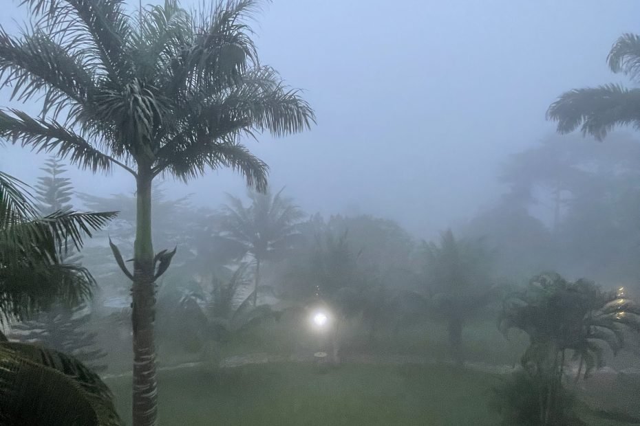 Dew serene sweet mother environment